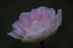 IMGP2197_1