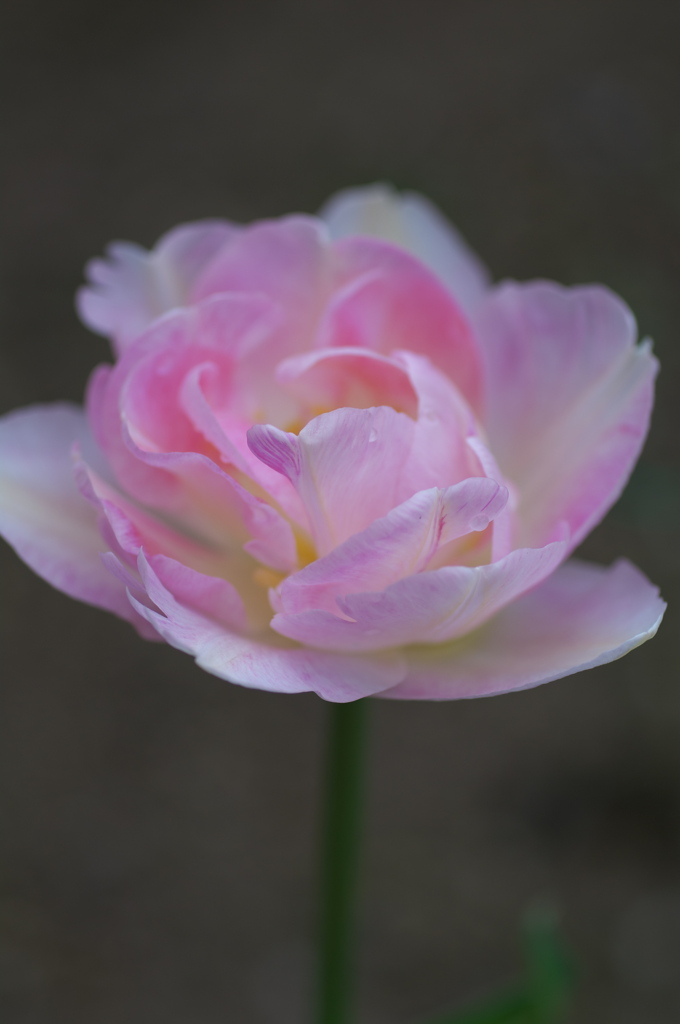 IMGP2199