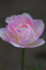 IMGP2199