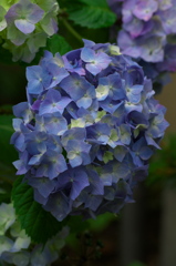 IMGP2336