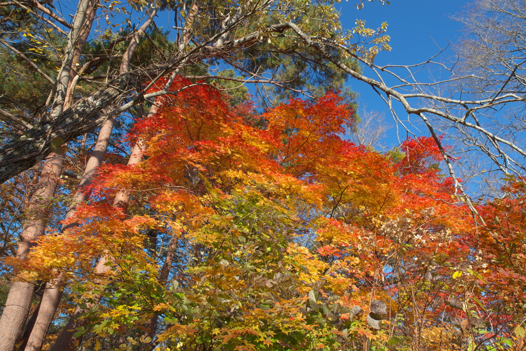 紅葉