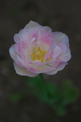 IMGP2201