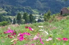 IMGP4169(R)