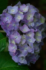 IMGP2337