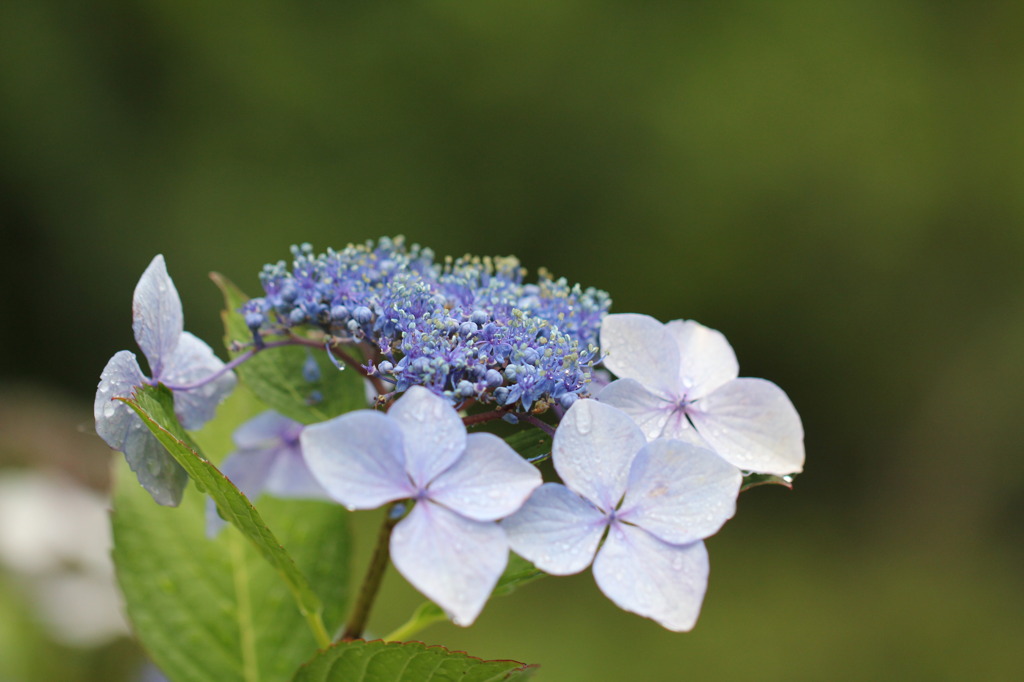 紫陽花