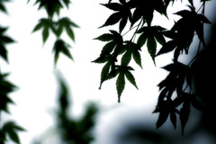 静