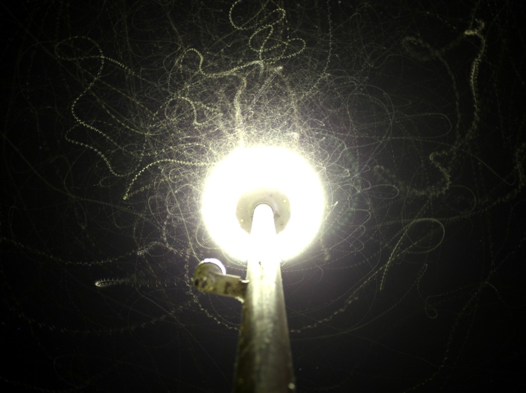 夜の羽虫