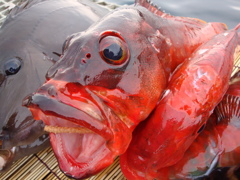 紅の魚