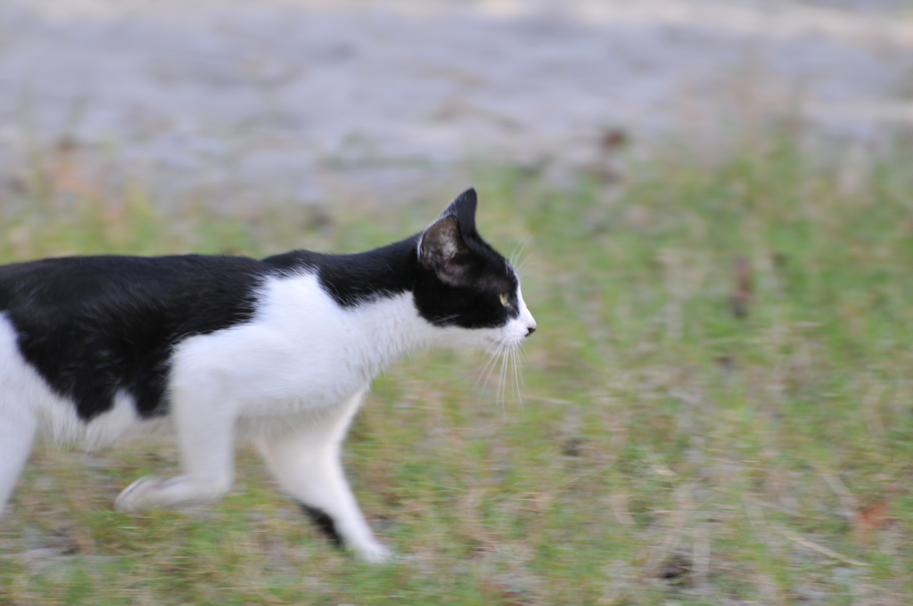 走る猫
