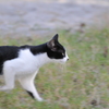 走る猫
