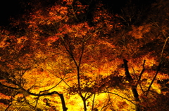 紅葉