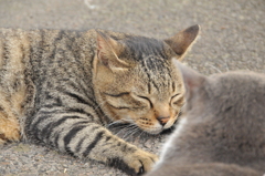 ねこ