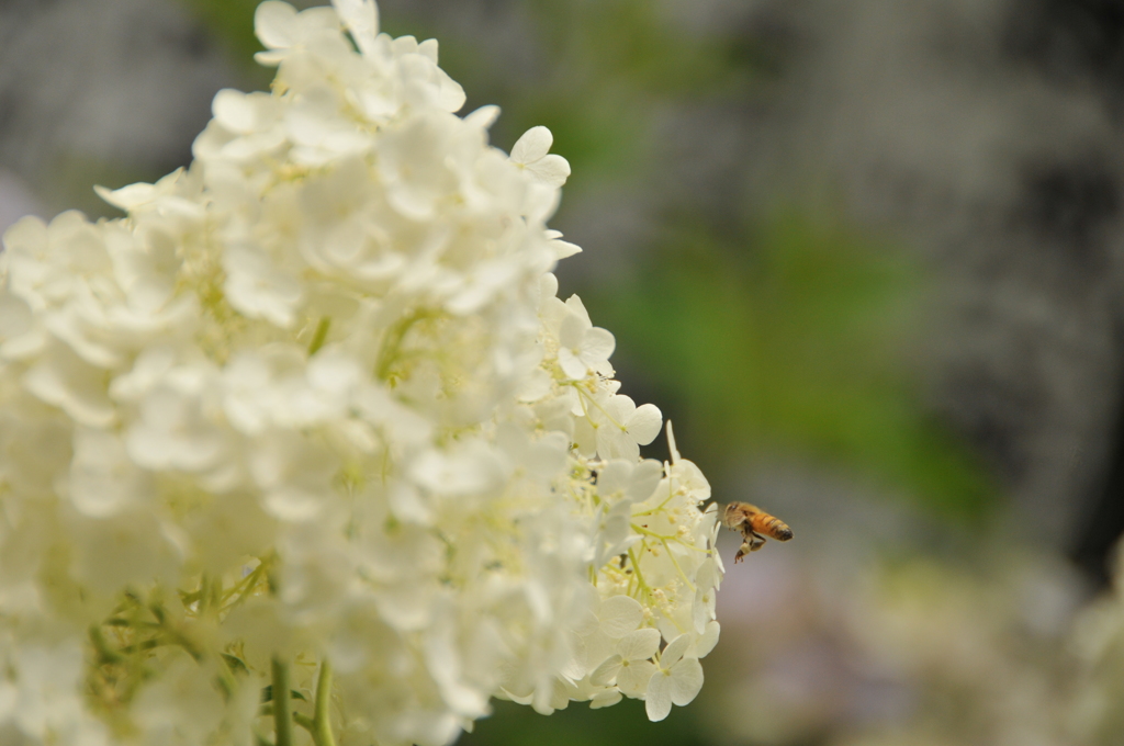 これも紫陽花・・・？