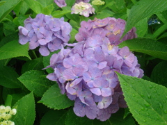 紫陽花