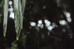 雨上がりの葉