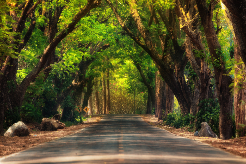 Fairy tale road