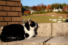 野良猫