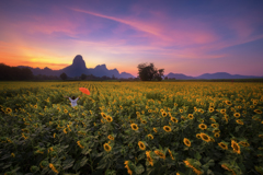 Happyness on Sunflower