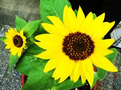 sunflower