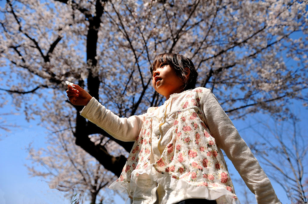 大きな桜の木の下で