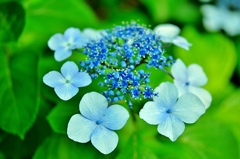 hydrangea