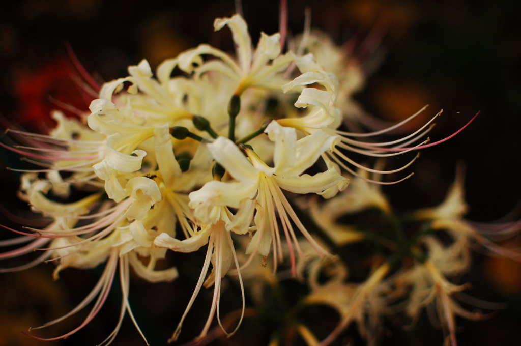 手向けの花