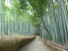 竹林の道