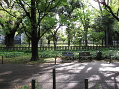 緑の並木道