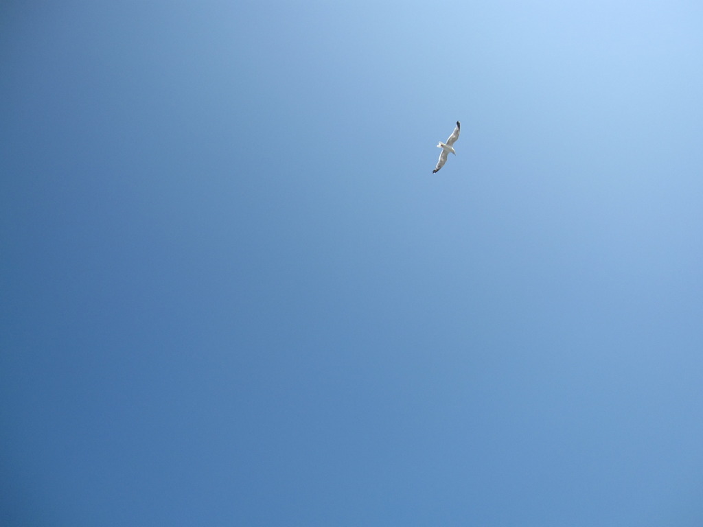 空、自由