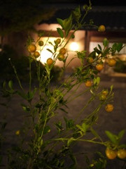 秋の夜
