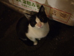 にゃんこ