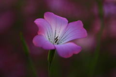 好きな花