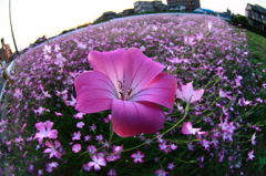 小さなお花畑