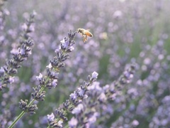 hovering　ミツバチ