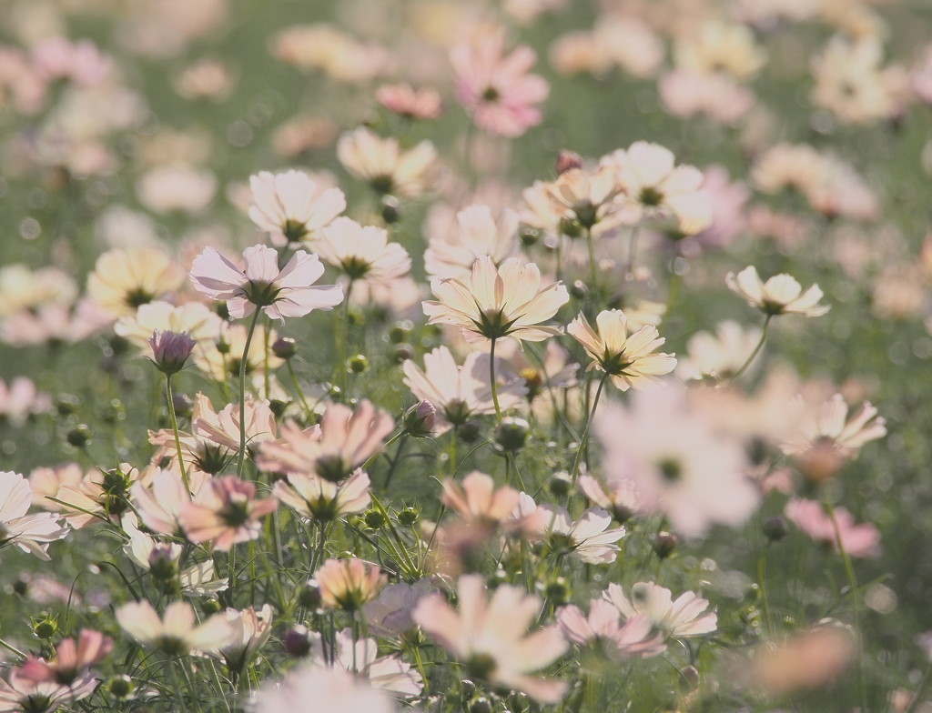 Yellow cosmos