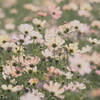 Yellow cosmos