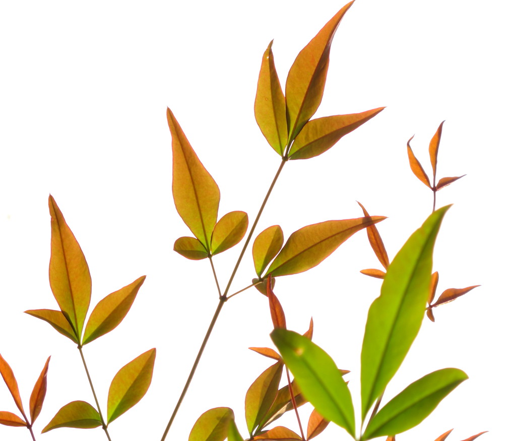 leaves