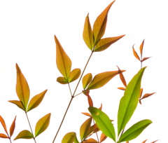 leaves