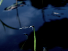 ハス池の虫達　Ⅰ