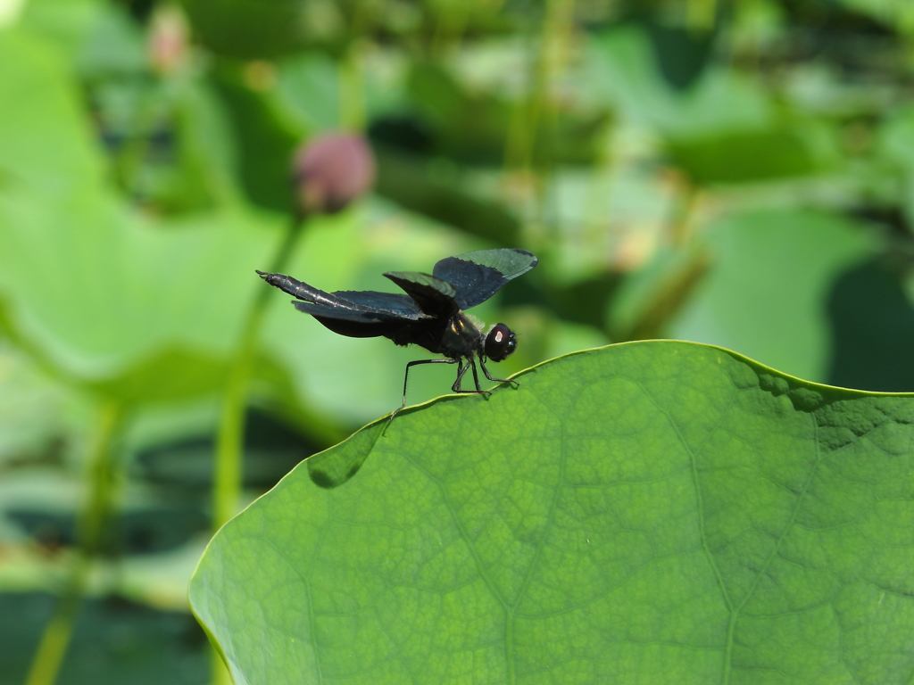 ハス池の虫達　Ⅲ