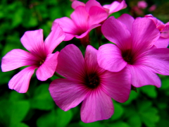 小花