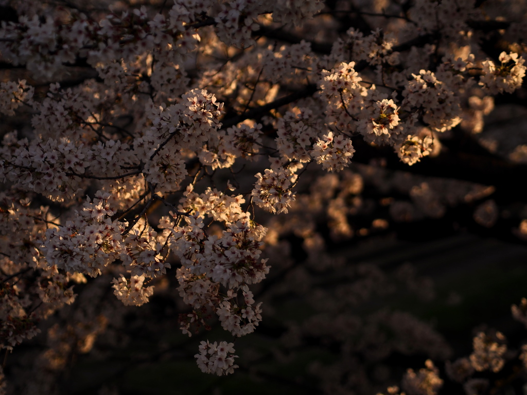 夕映えに咲く