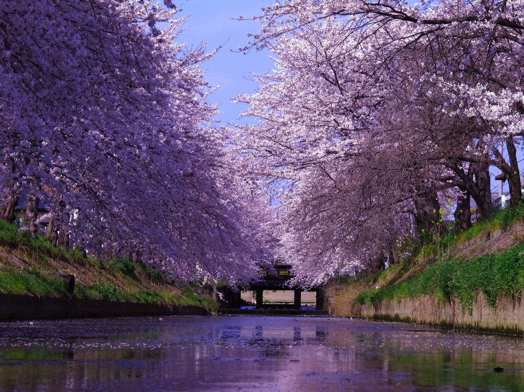 桜堤水路