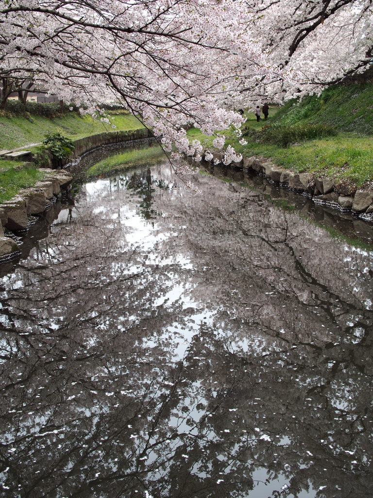桜並木