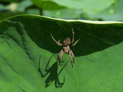 ハス池の虫達　Ⅱ