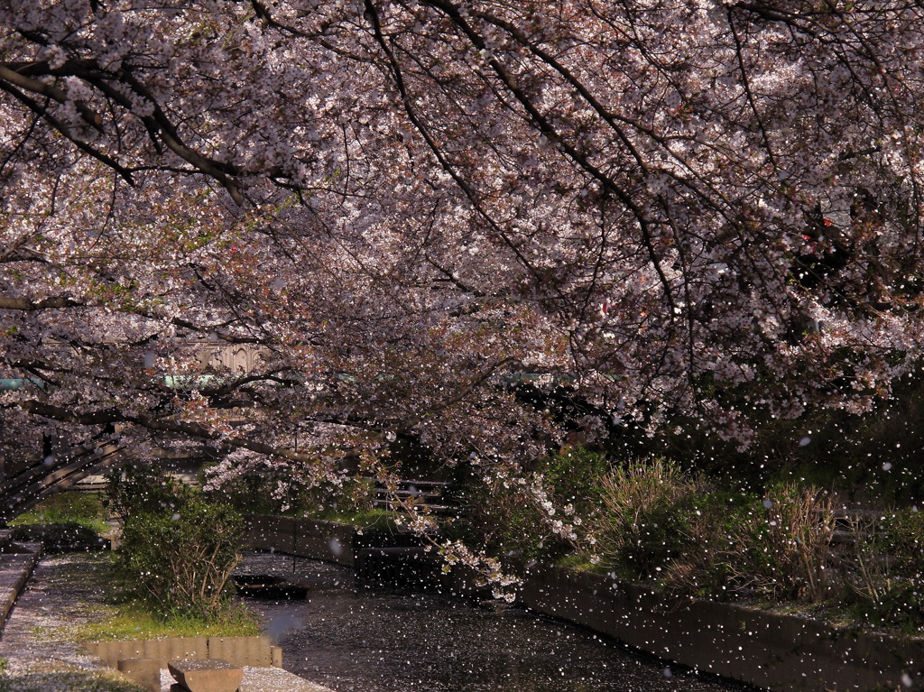 春風吹けば