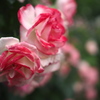 皐月の艶色　薔薇