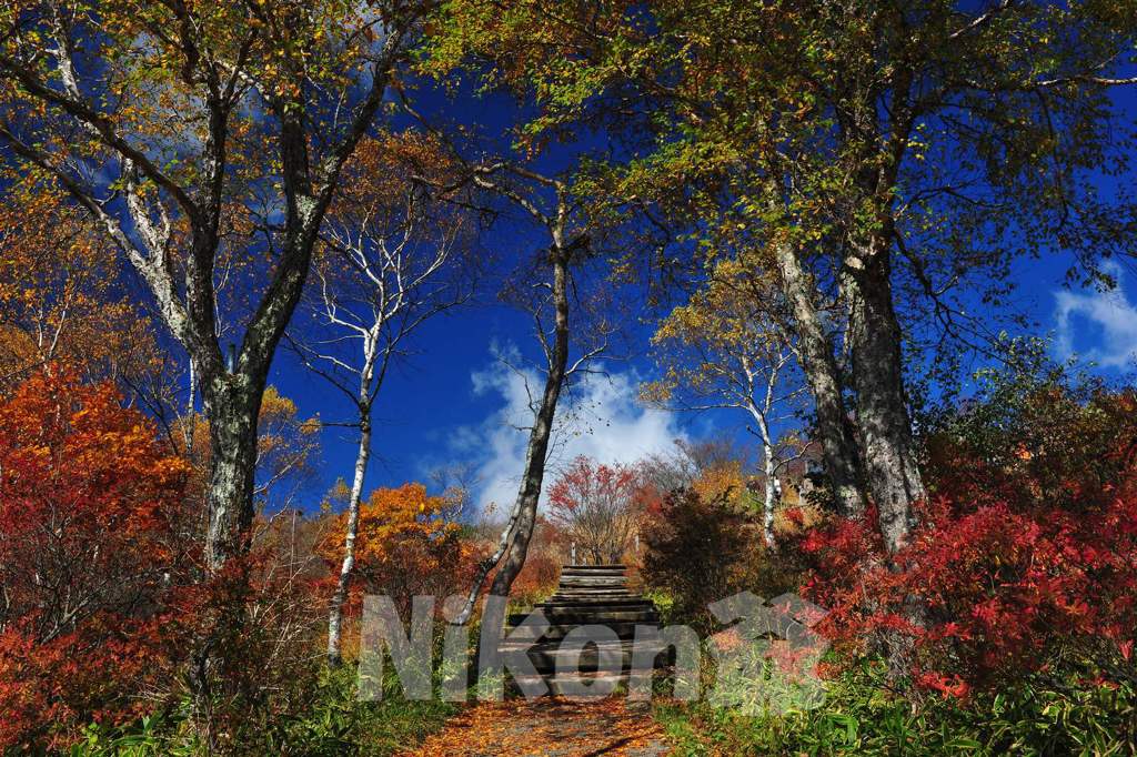 美しの森　エントランス