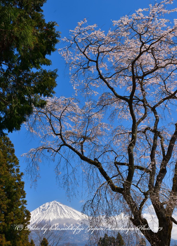 青枝垂れ