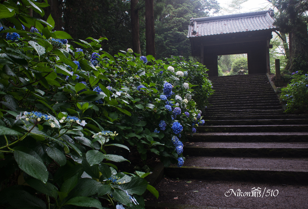 　雨の大中寺